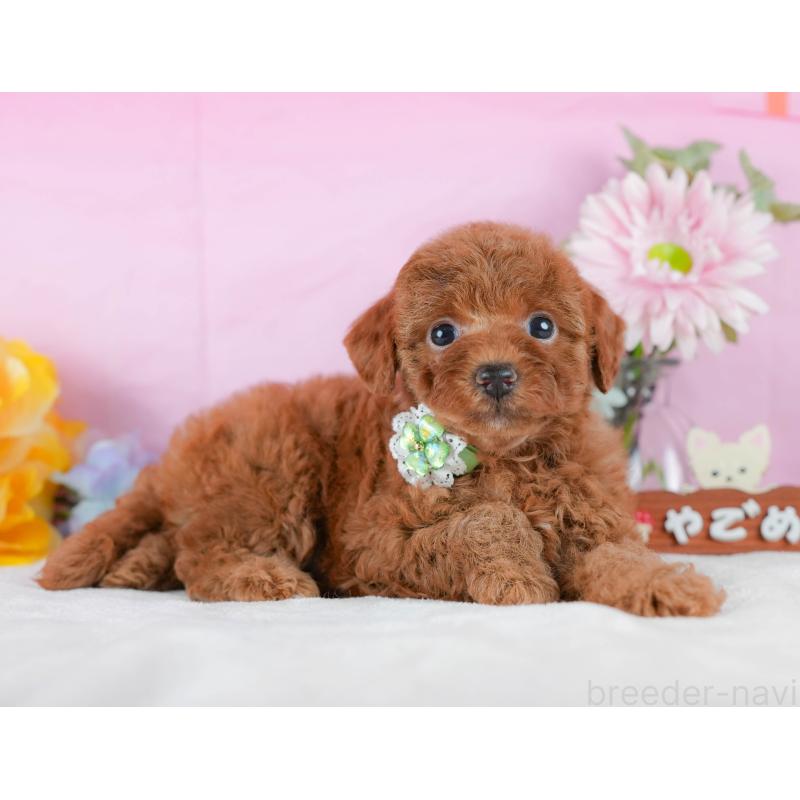 販売中の静岡県のトイプードル-423079の11枚目