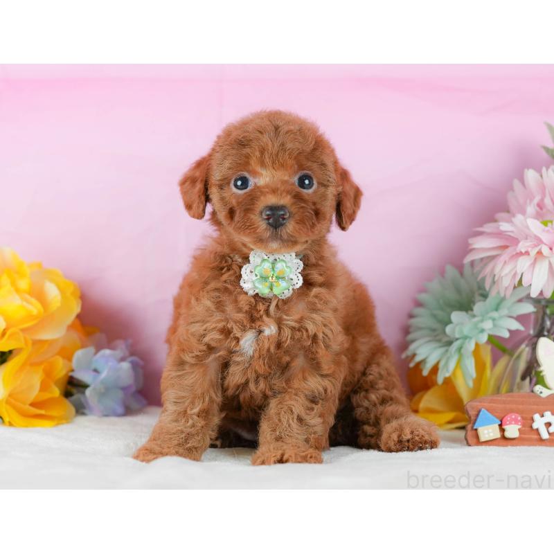 販売中の静岡県のトイプードル-423079の10枚目