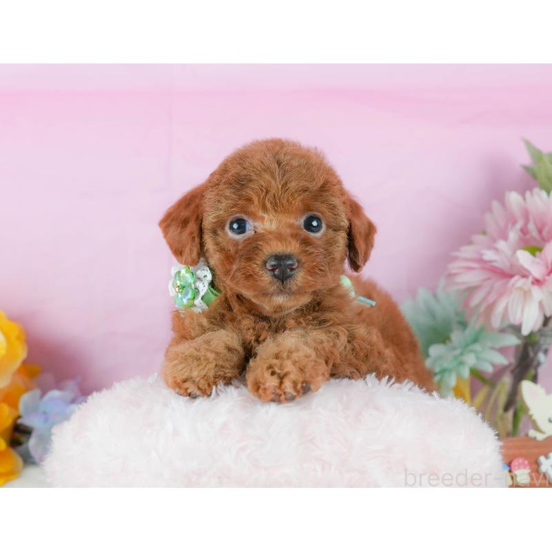 販売中の静岡県のトイプードル-423079の9枚目