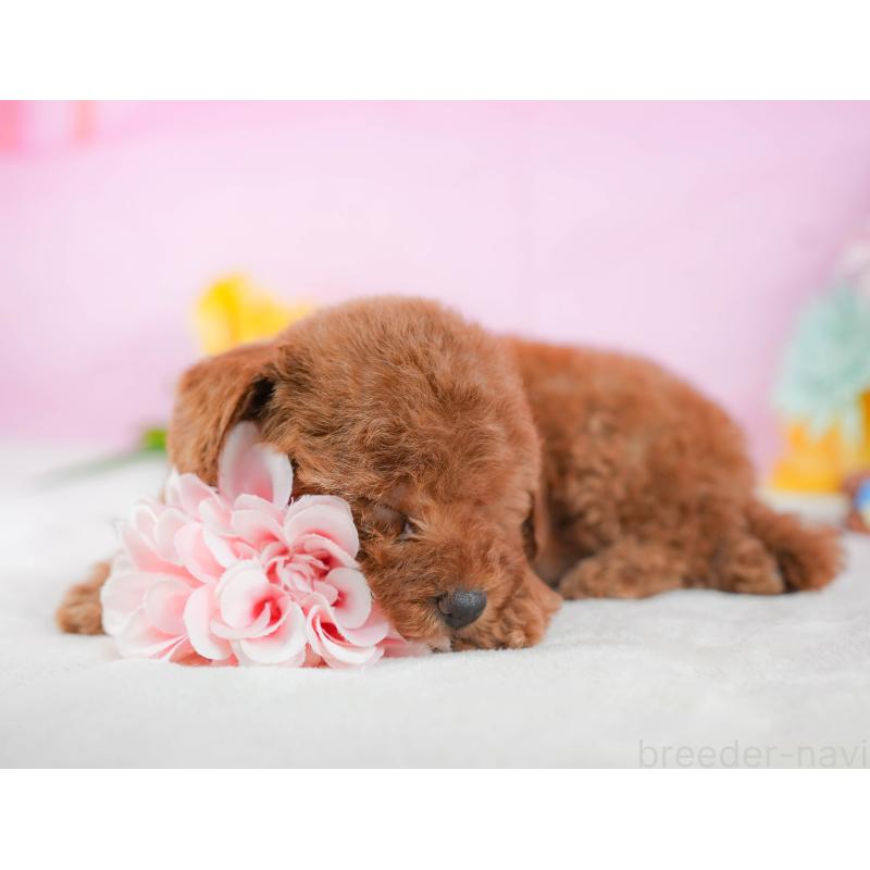 販売中の静岡県のトイプードル-423079の8枚目