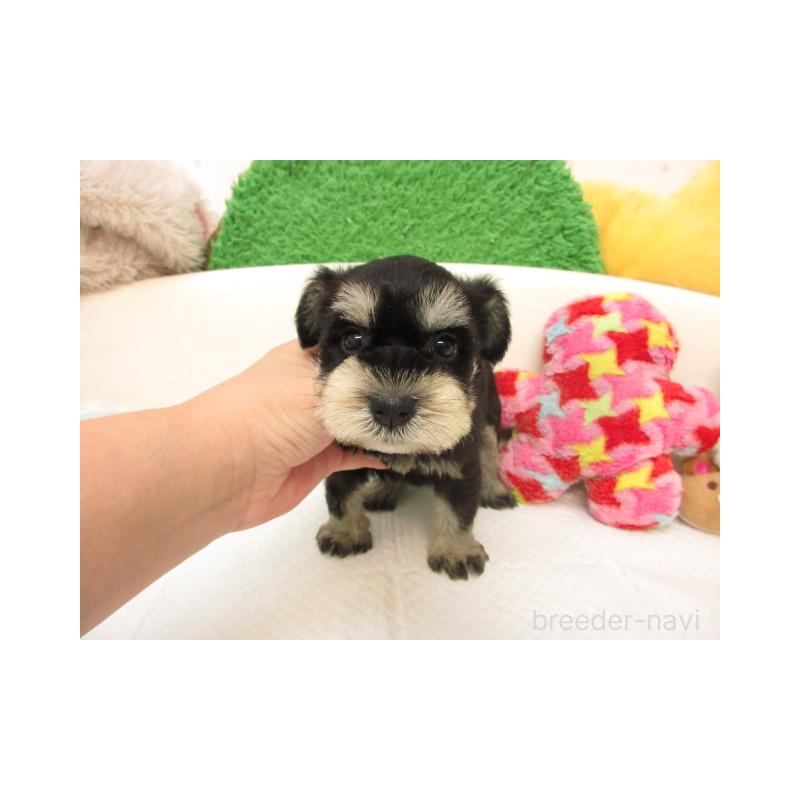 販売中の大阪府のミニチュアシュナウザー-422646の2枚目