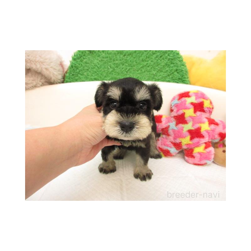 販売中の大阪府のミニチュアシュナウザー-422646の1枚目