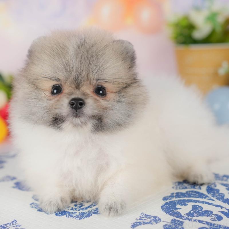 販売中の埼玉県のポメラニアン-422777