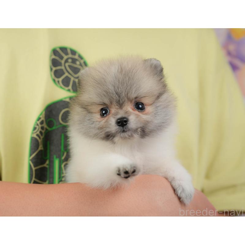 販売中の埼玉県のポメラニアン-422777の10枚目