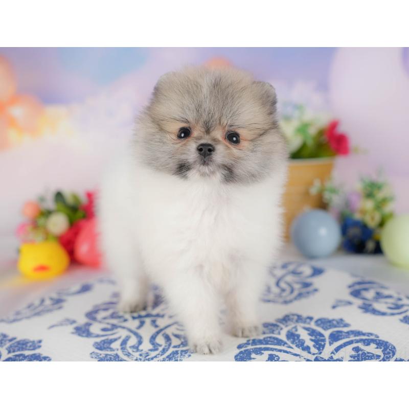 販売中の埼玉県のポメラニアン-422777の9枚目