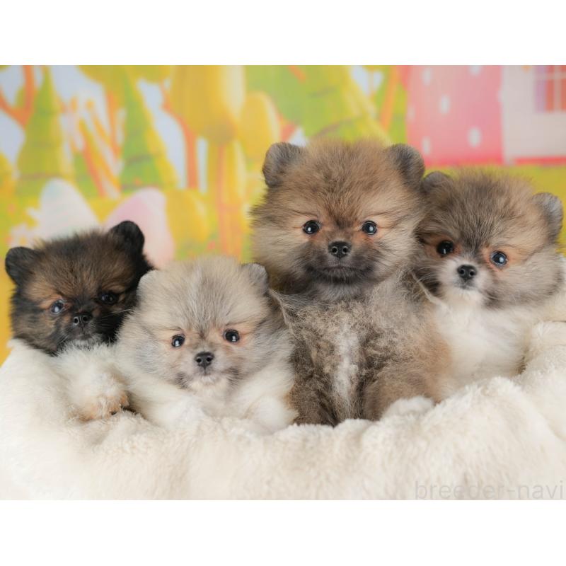 販売中の埼玉県のポメラニアン-422777の8枚目