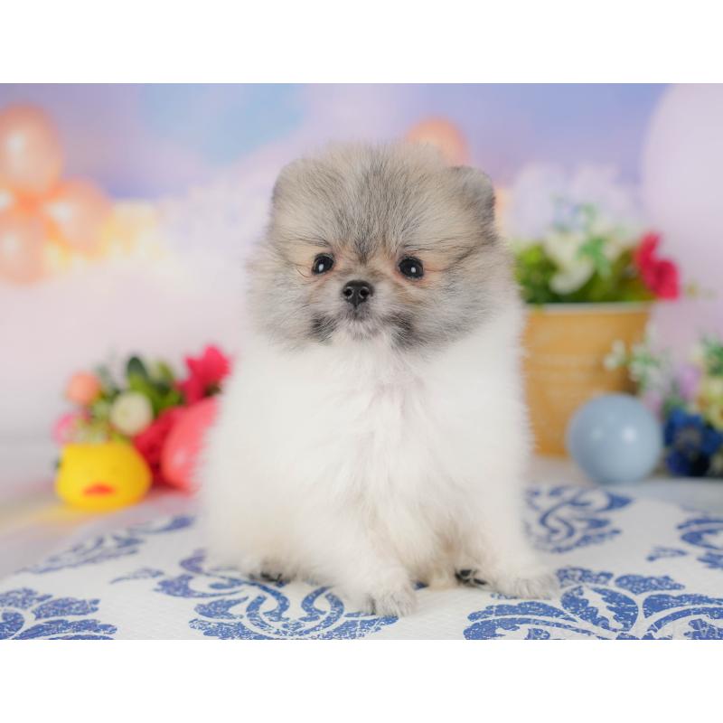 販売中の埼玉県のポメラニアン-422777の7枚目