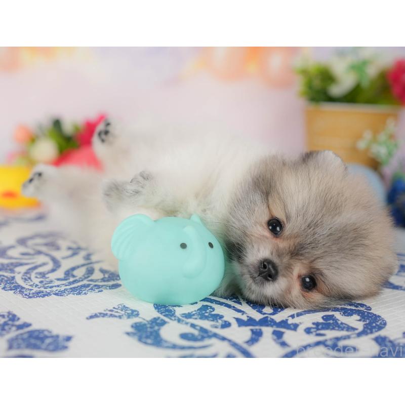 販売中の埼玉県のポメラニアン-422777の6枚目