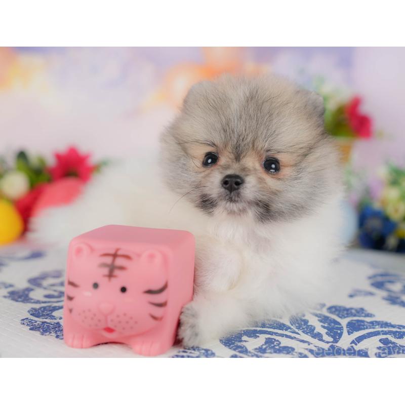 販売中の埼玉県のポメラニアン-422777の5枚目