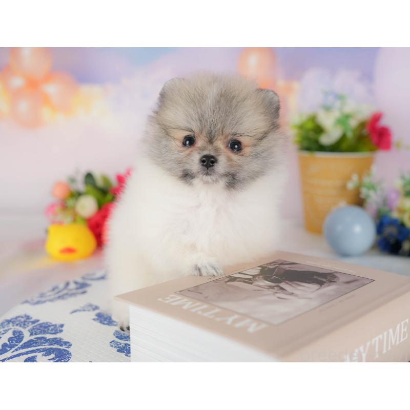 販売中の埼玉県のポメラニアン-422777の4枚目