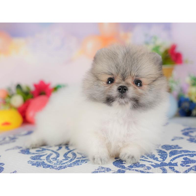 販売中の埼玉県のポメラニアン-422777の3枚目