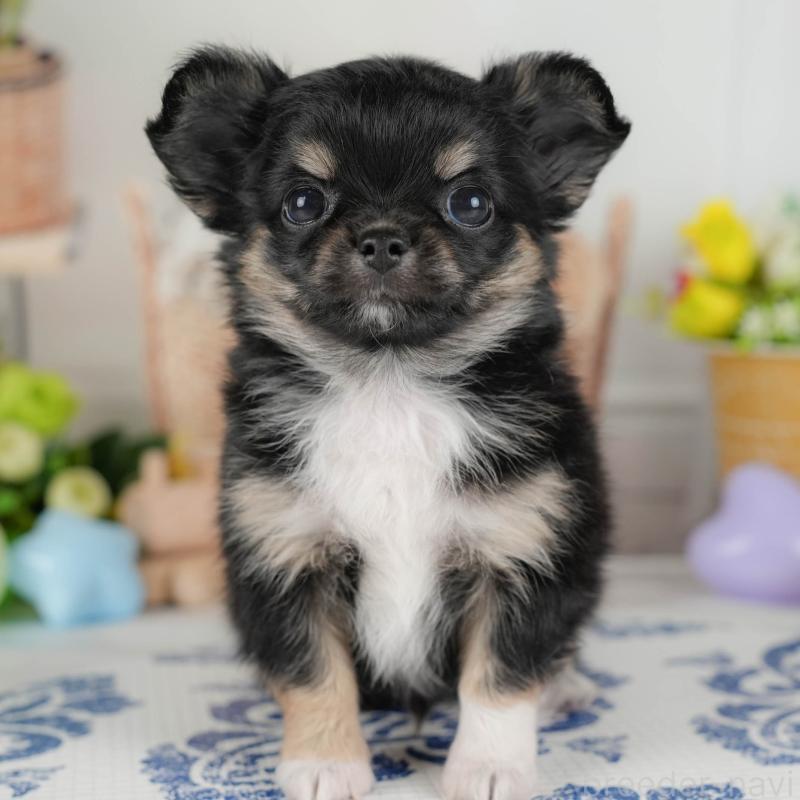 販売中の埼玉県のチワワ(ロングコート)-422864