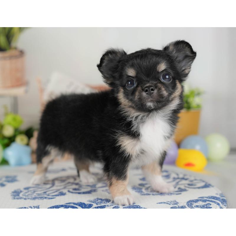 販売中の埼玉県のチワワ(ロングコート)-422864の11枚目