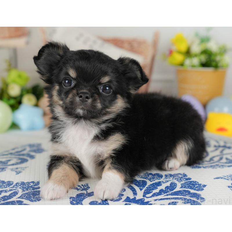 販売中の埼玉県のチワワ(ロングコート)-422864の10枚目