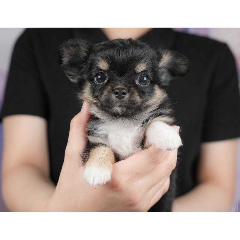 販売中の埼玉県のチワワ(ロングコート)-422864の9枚目