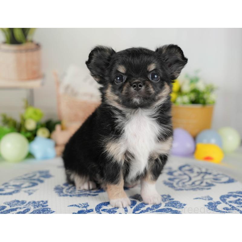 販売中の埼玉県のチワワ(ロングコート)-422864の8枚目