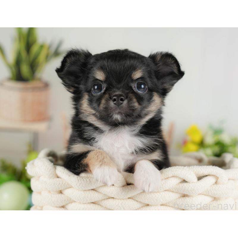 販売中の埼玉県のチワワ(ロングコート)-422864の7枚目