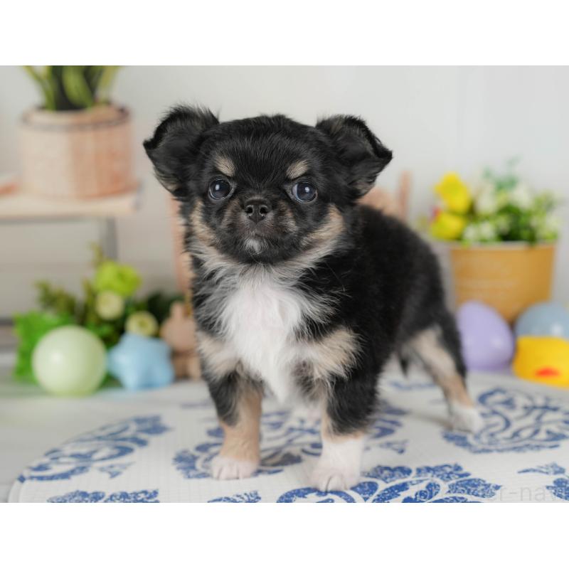 販売中の埼玉県のチワワ(ロングコート)-422864の6枚目