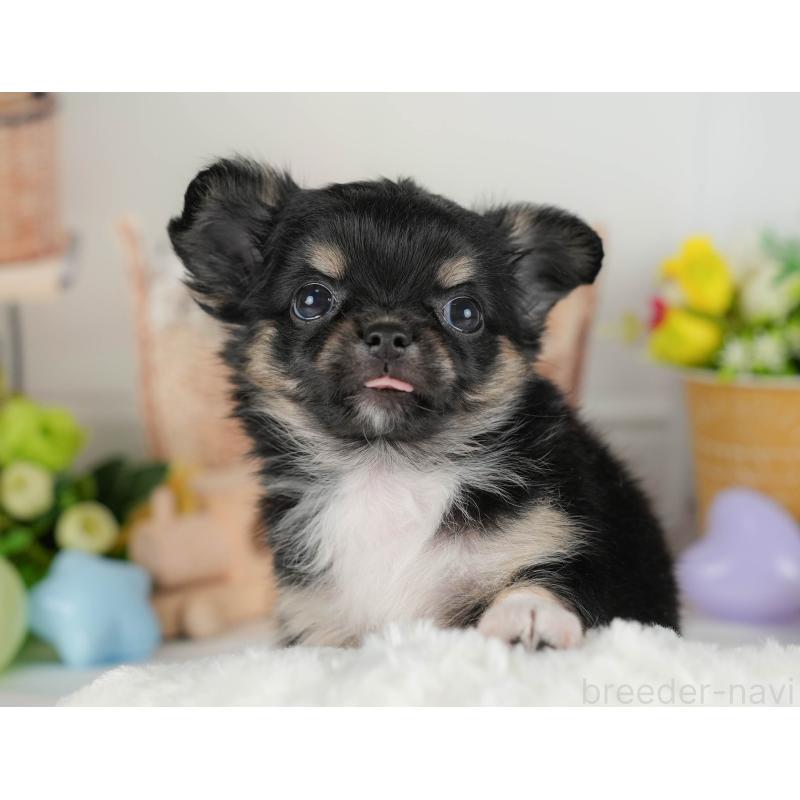 販売中の埼玉県のチワワ(ロングコート)-422864の5枚目