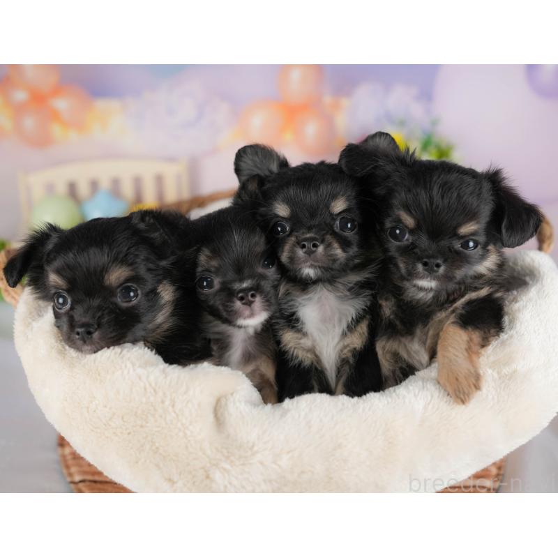 販売中の埼玉県のチワワ(ロングコート)-422864の4枚目