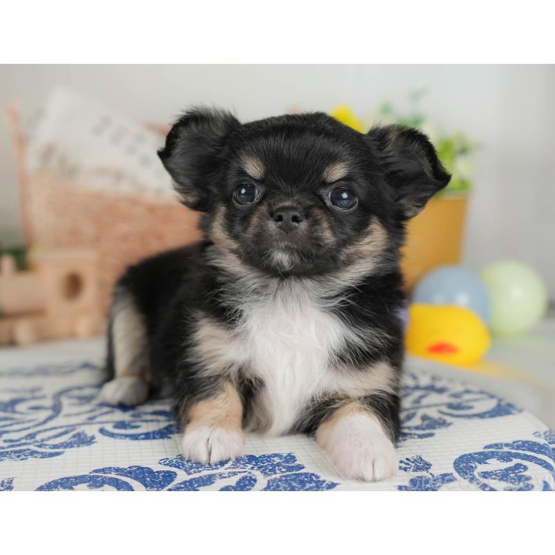 販売中の埼玉県のチワワ(ロングコート)-422864の3枚目