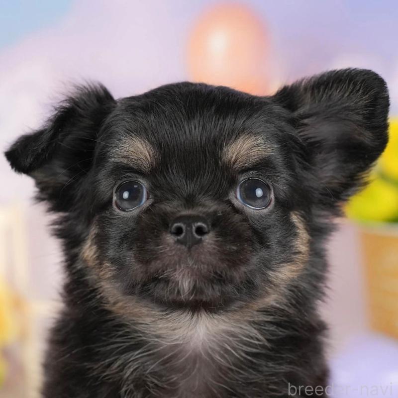 販売中の埼玉県のチワワ(ロングコート)-422867