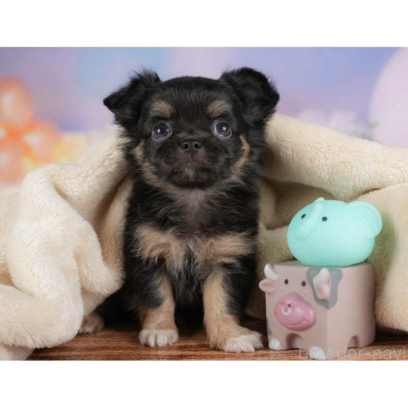 販売中の埼玉県のチワワ(ロングコート)-422867の11枚目