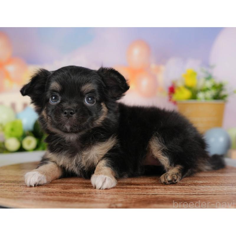 販売中の埼玉県のチワワ(ロングコート)-422867の10枚目