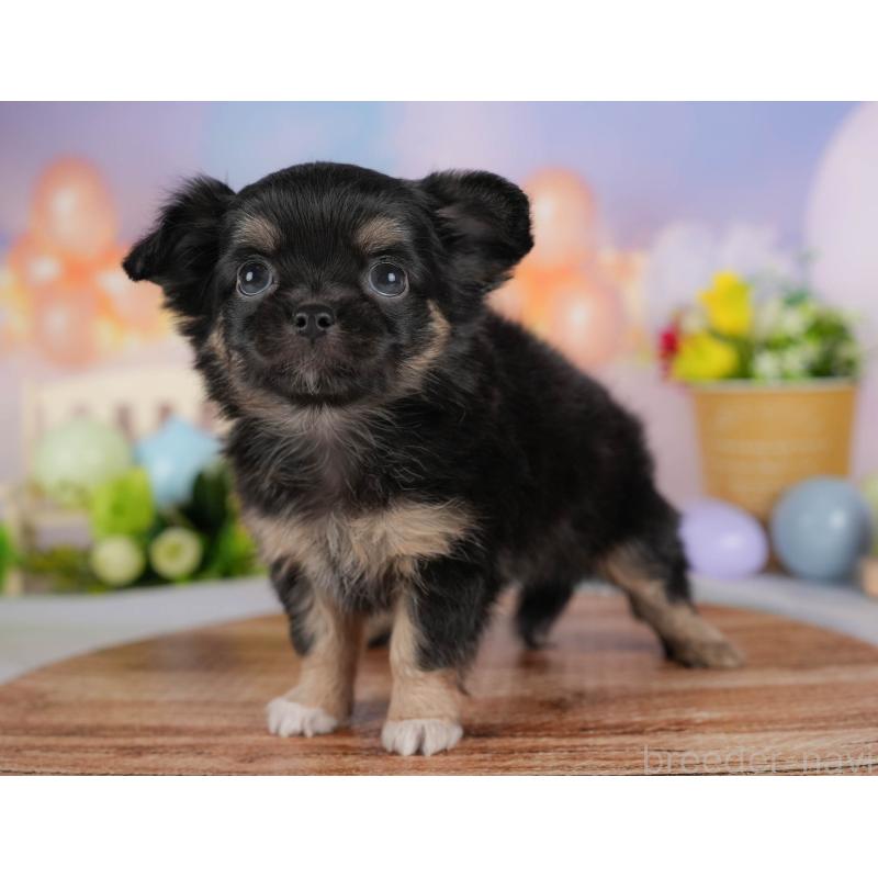 販売中の埼玉県のチワワ(ロングコート)-422867の9枚目