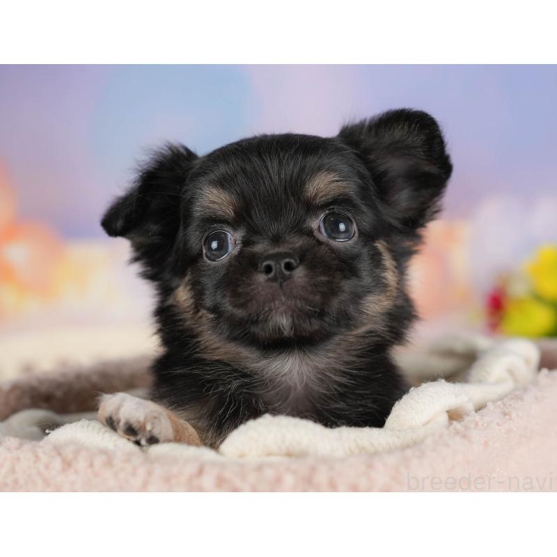 販売中の埼玉県のチワワ(ロングコート)-422867の8枚目