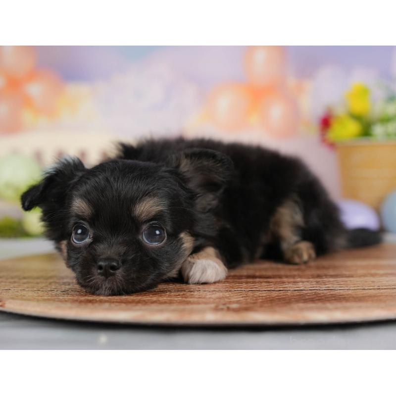 販売中の埼玉県のチワワ(ロングコート)-422867の7枚目