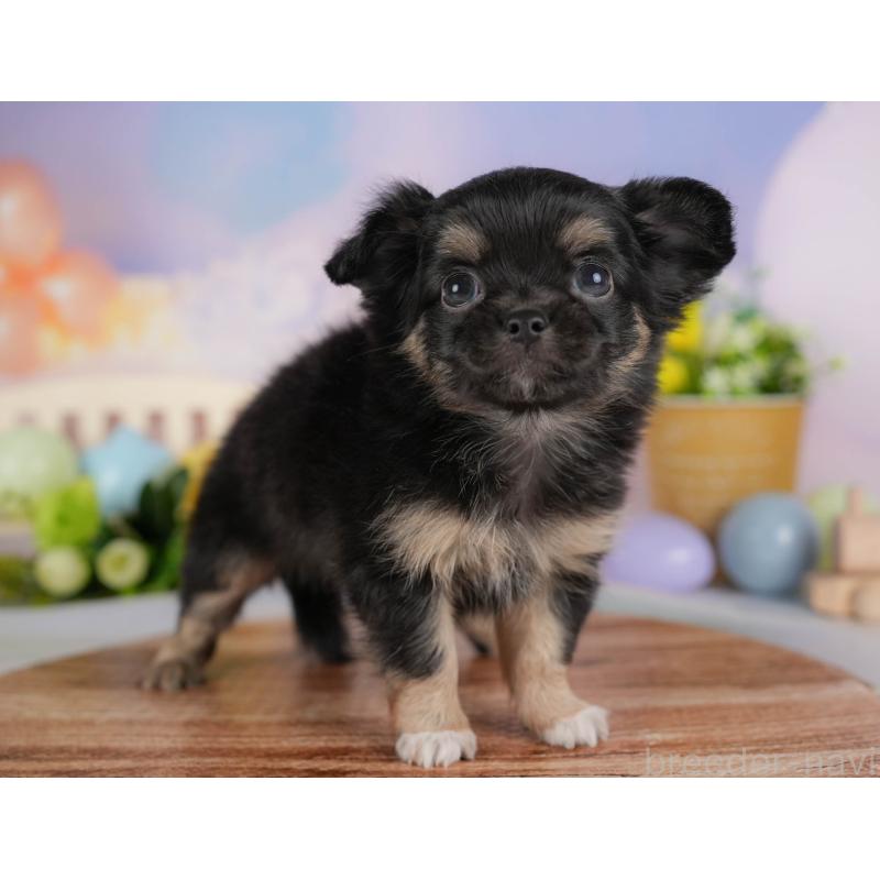 販売中の埼玉県のチワワ(ロングコート)-422867の6枚目