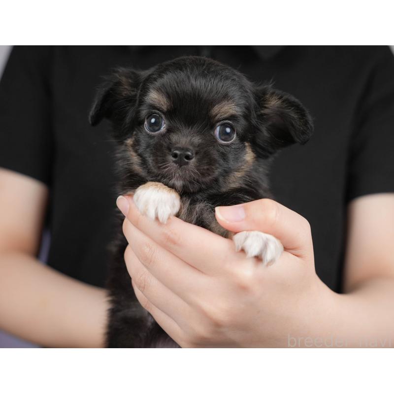 販売中の埼玉県のチワワ(ロングコート)-422867の4枚目