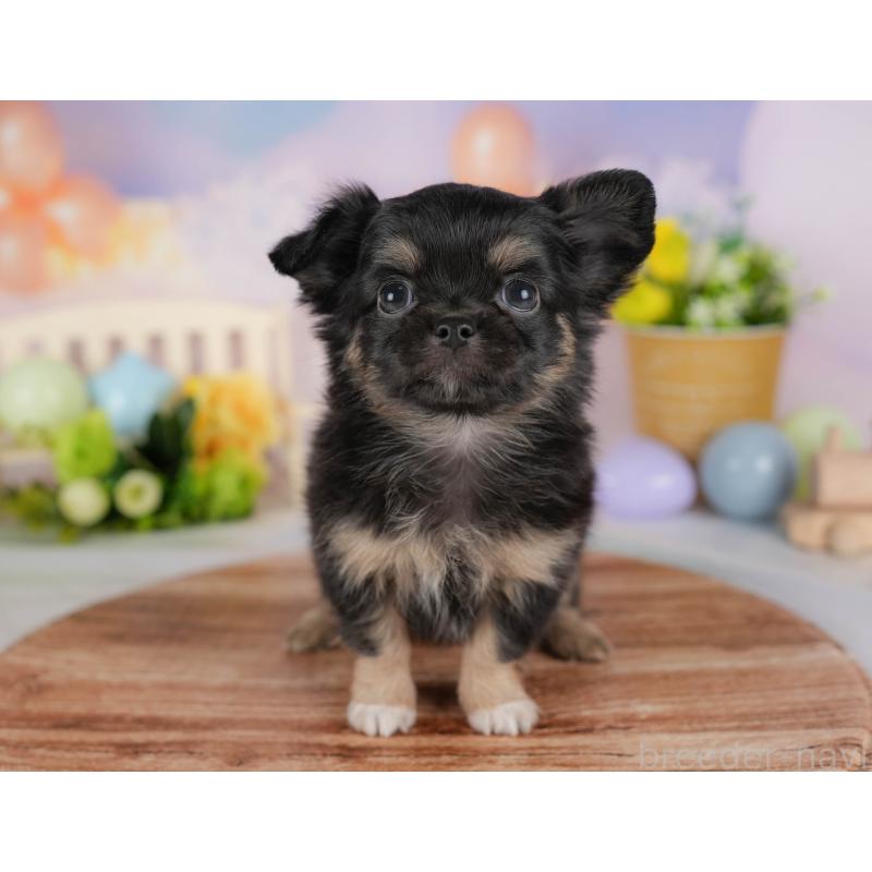 販売中の埼玉県のチワワ(ロングコート)-422867の3枚目