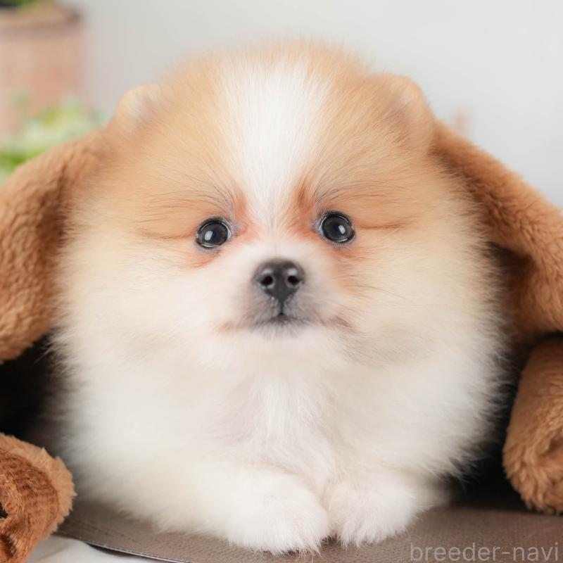 販売中の埼玉県のポメラニアン-422894の1枚目