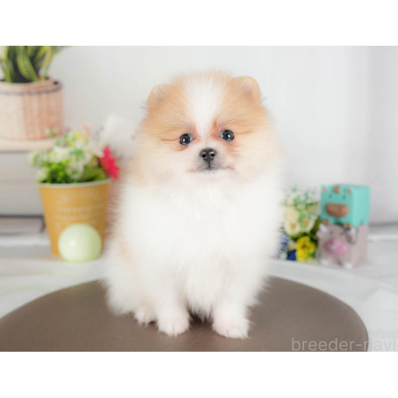 販売中の埼玉県のポメラニアン-422894の9枚目