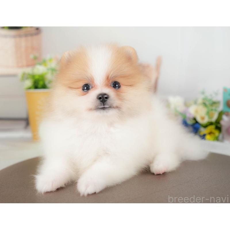 販売中の埼玉県のポメラニアン-422894の8枚目