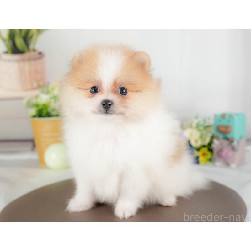 販売中の埼玉県のポメラニアン-422894の6枚目