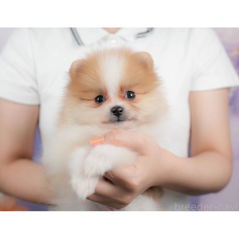 販売中の埼玉県のポメラニアン-422894の5枚目