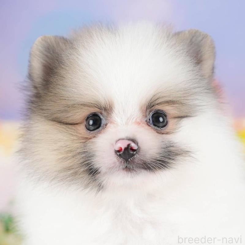 販売中の埼玉県のポメラニアン-422892