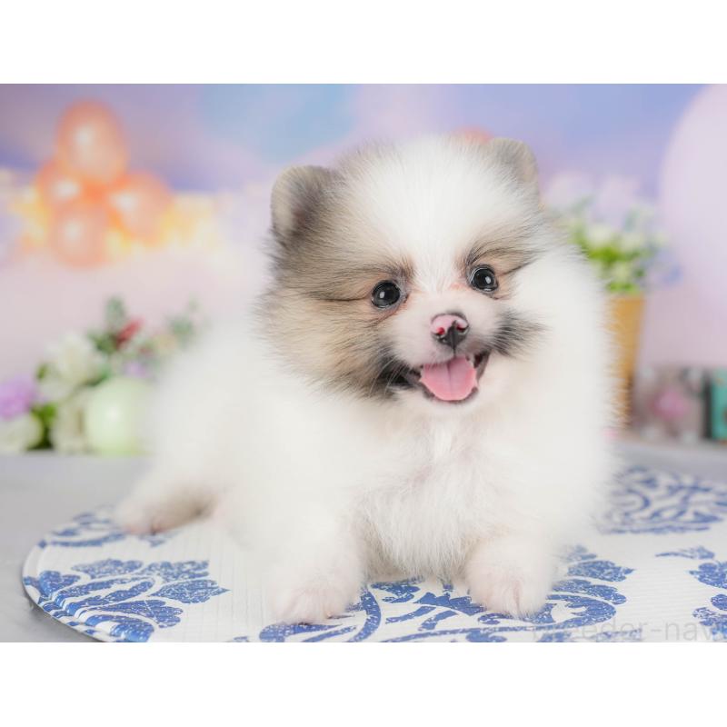 販売中の埼玉県のポメラニアン-422892の10枚目