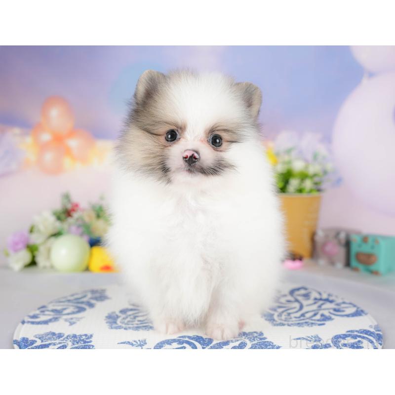 販売中の埼玉県のポメラニアン-422892の9枚目