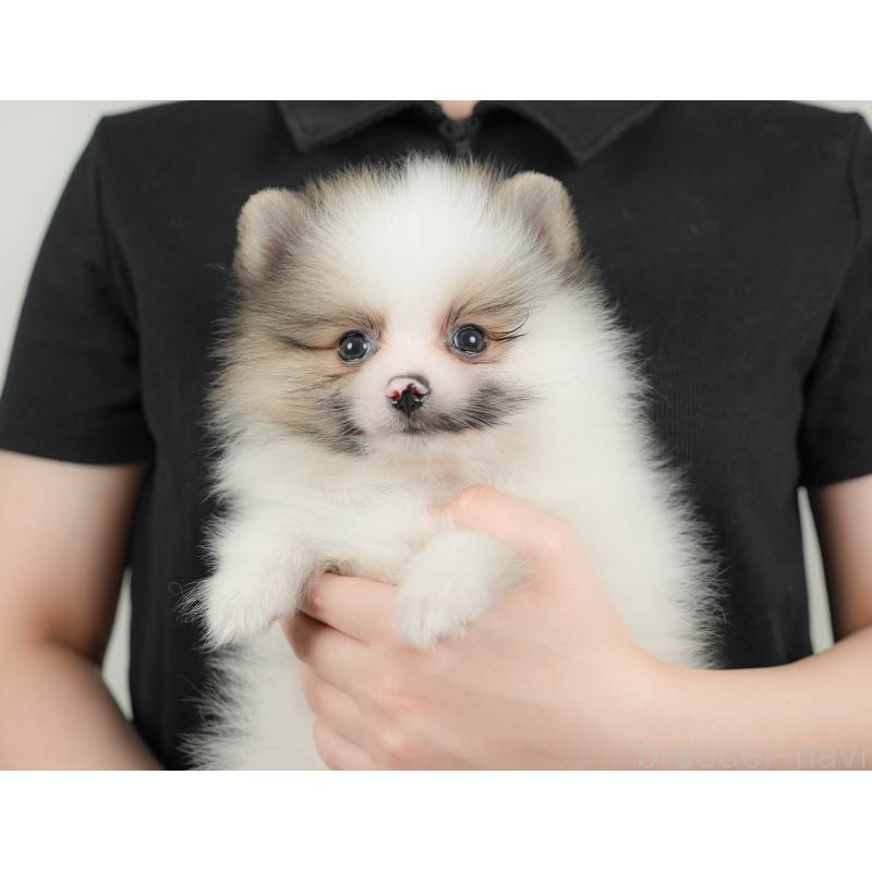 販売中の埼玉県のポメラニアン-422892の8枚目