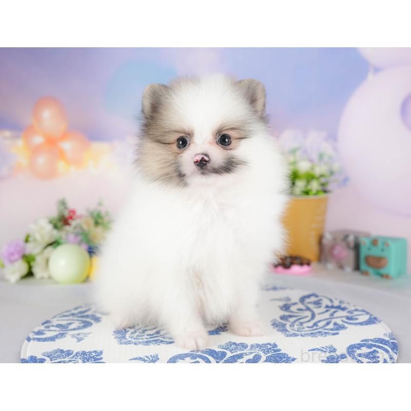 販売中の埼玉県のポメラニアン-422892の7枚目