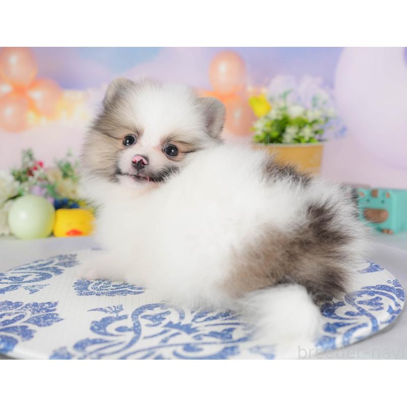 販売中の埼玉県のポメラニアン-422892の6枚目