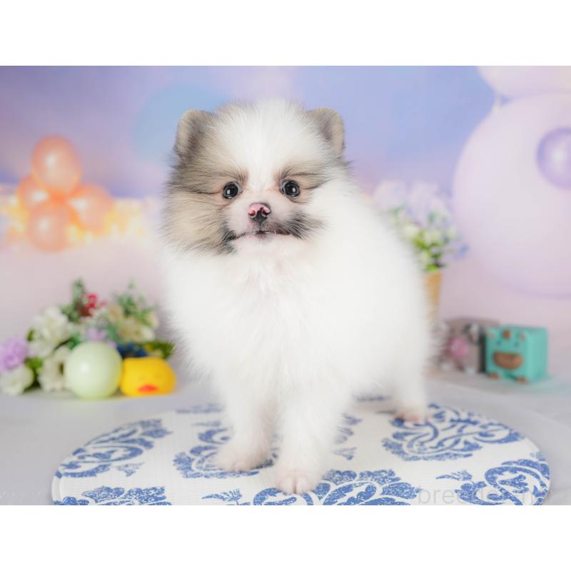 販売中の埼玉県のポメラニアン-422892の5枚目