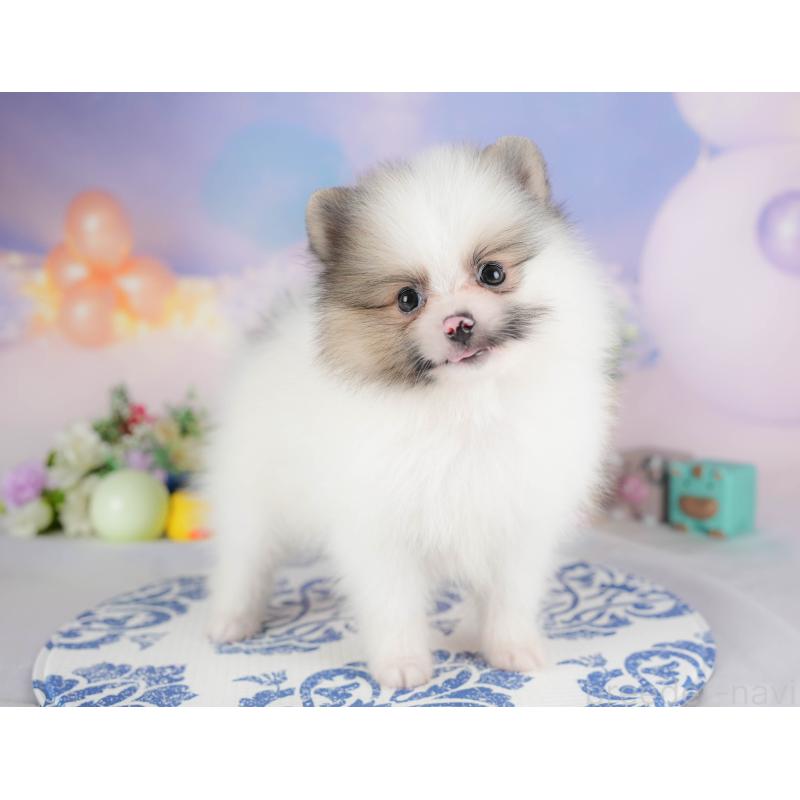 販売中の埼玉県のポメラニアン-422892の4枚目