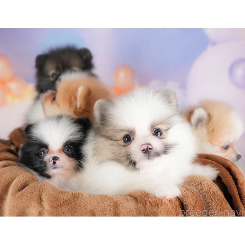 販売中の埼玉県のポメラニアン-422892の3枚目