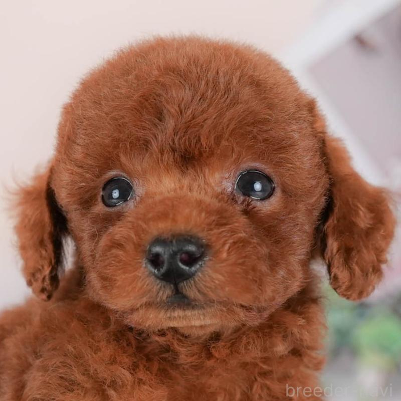 販売中の埼玉県のトイプードル-422890