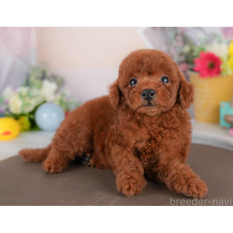 販売中の埼玉県のトイプードル-422890の10枚目